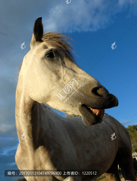 微笑的馬