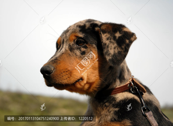 法國(guó)牧羊犬小狗