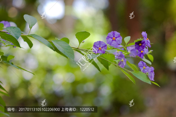 紫羅蘭花