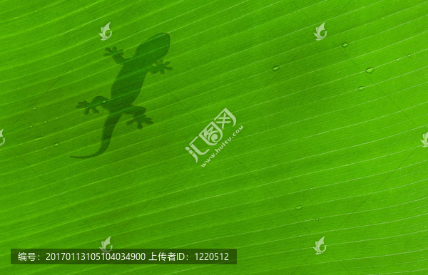 飛葉