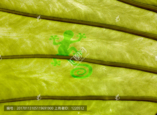 葉和蜥蜴