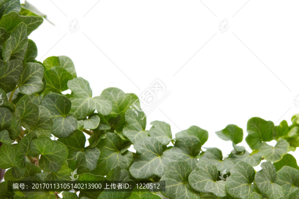 常春藤