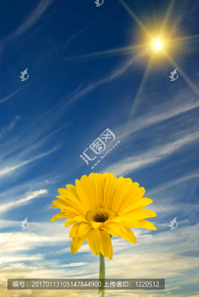雛菊