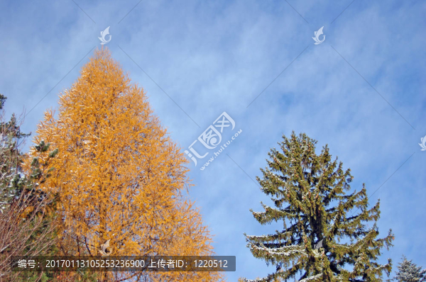 五顏六色的樹(shù)