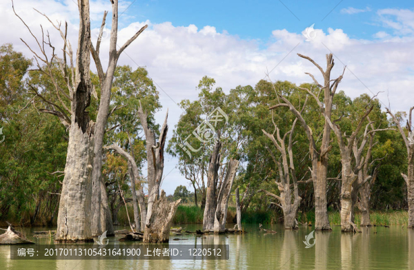 死江樹-匯圖網(wǎng) www.fosd68.com 死江樹