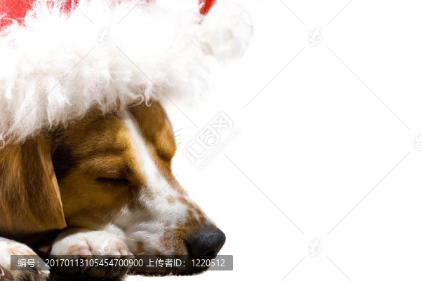 圣誕老人的狗