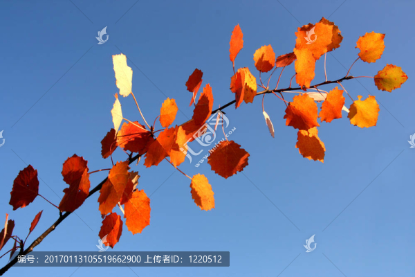 陽光明媚的秋日的概念