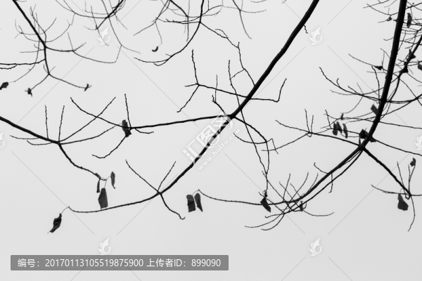 樹枝剪影