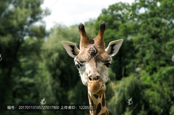 長頸鹿