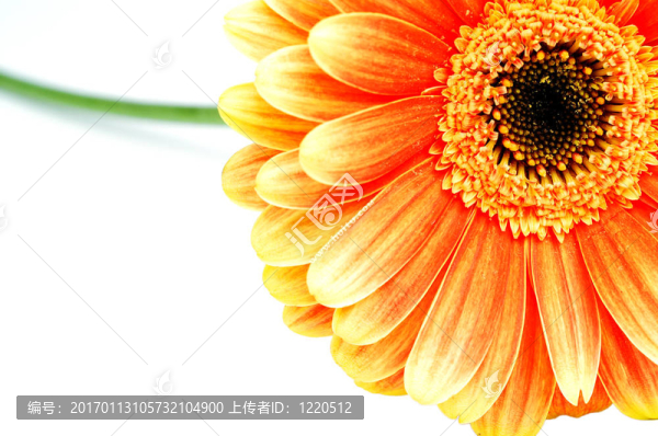 橙色非洲菊白色隔離