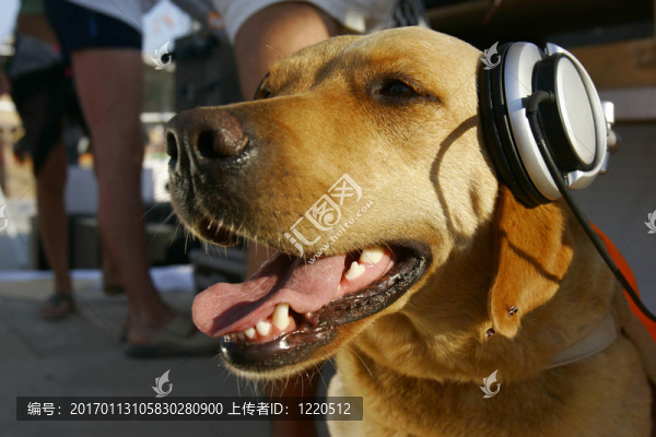 狗在耳機
