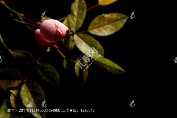 玫瑰果