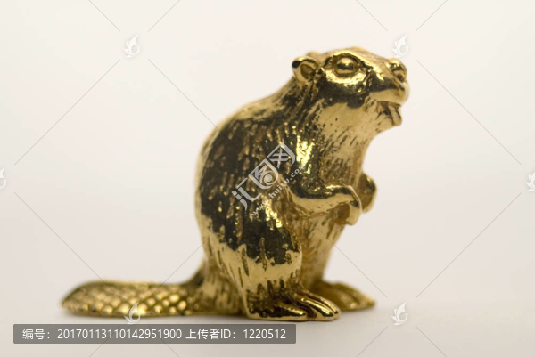 金色的海貍