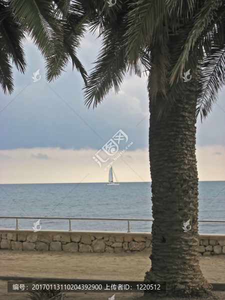 棕櫚；大海和游艇