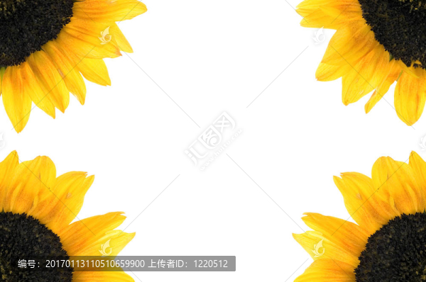 向日葵