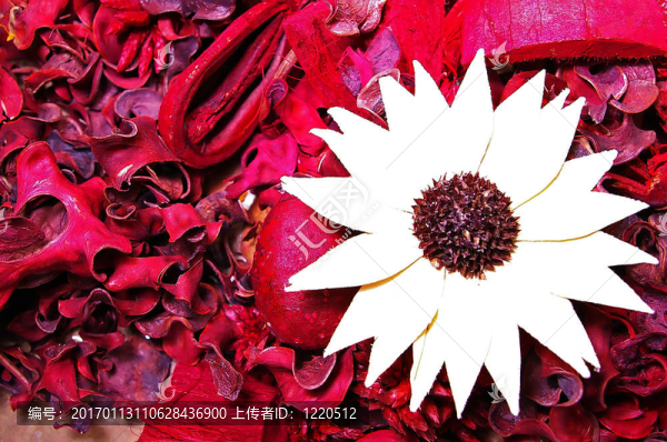 干燥花，紅色背景上的干樹葉