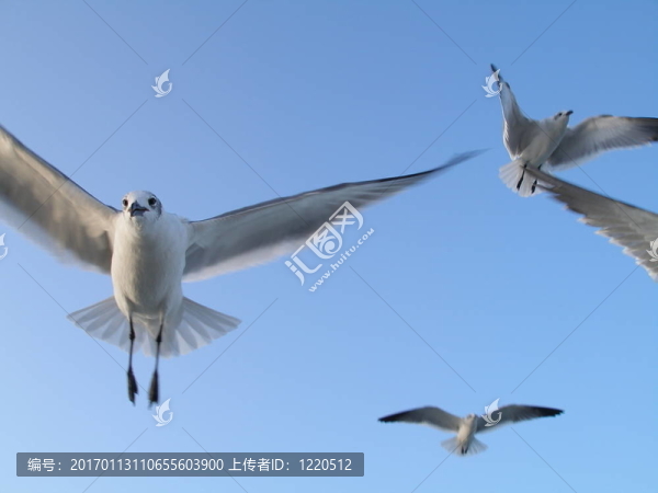 飛翔的海鷗-匯圖網(wǎng) www.fosd68.com 飛翔的海鷗