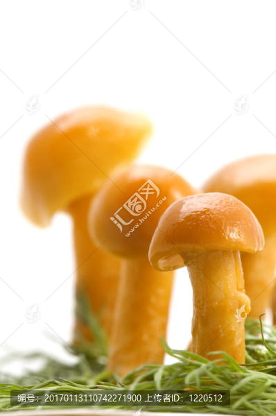 香菇草