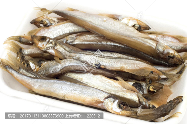 鯡魚