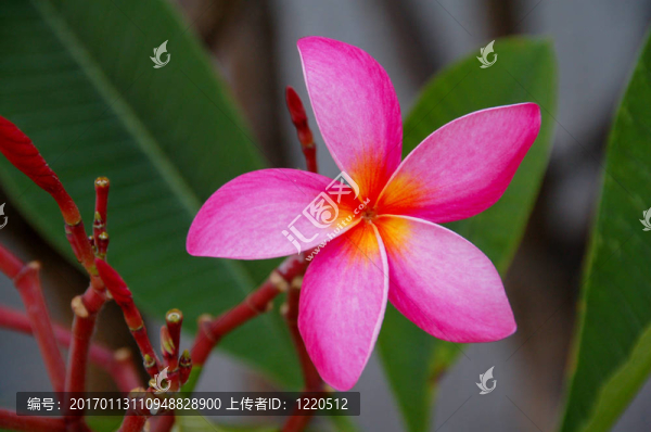 粉紅色的雞蛋花的特寫