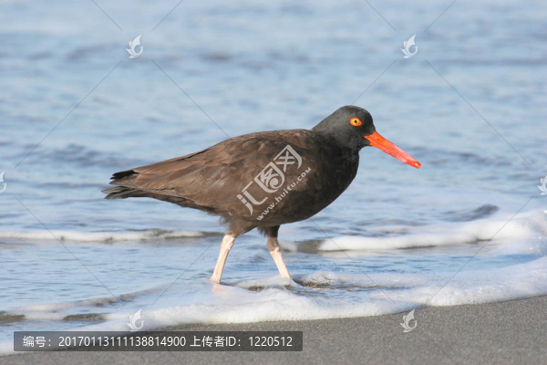 黑蠣鷸