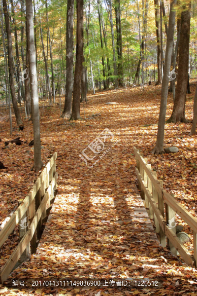 在秋天的Woods2橋