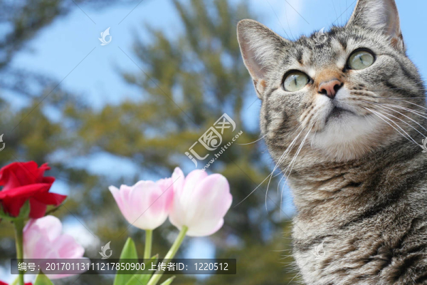 花園里的小貓