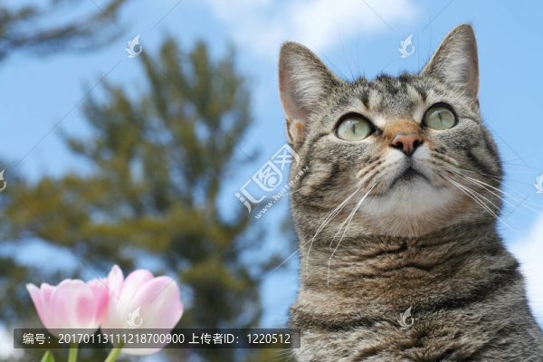 花園里的小貓