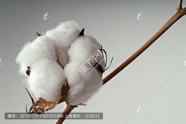 棉花球
