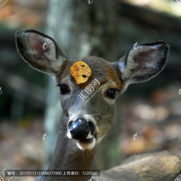 白尾鹿（Odocoileus,virginianus）