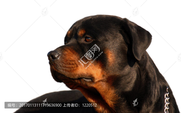 羅威