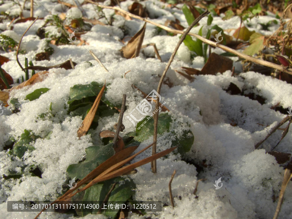 第一場(chǎng)雪