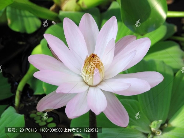 印度蓮花