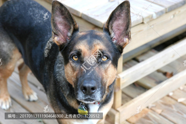 德國牧羊犬