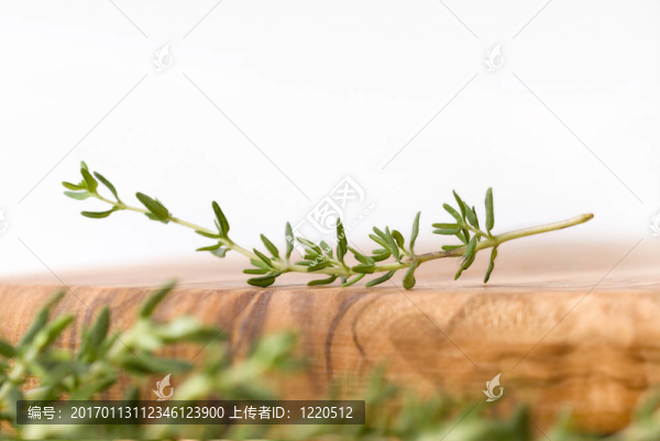 新鮮的百里香風(fēng)景2
