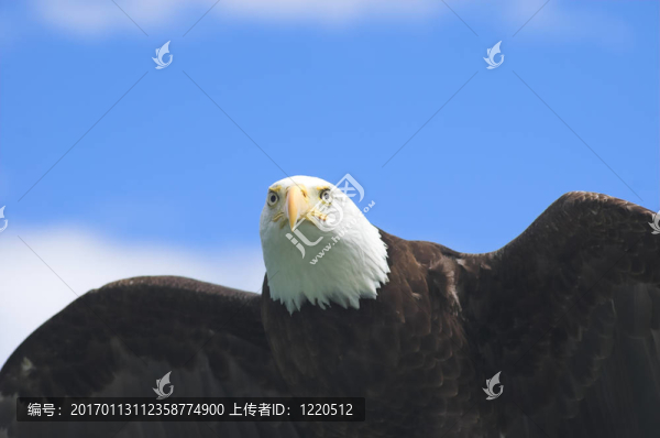 飛行中的禿頭鷹