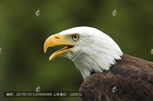美國禿鷹鳴叫