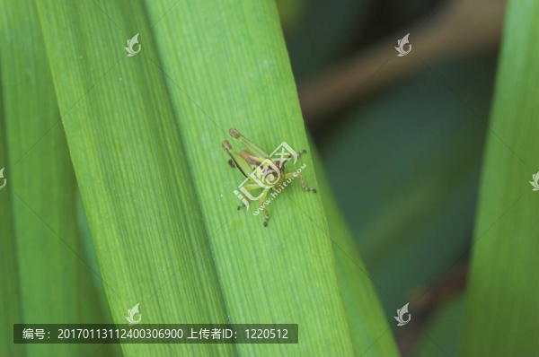 蚱蜢