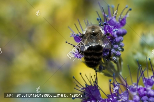 蜜蜂紫色花