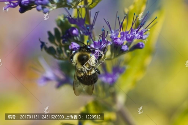 蜜蜂紫色花