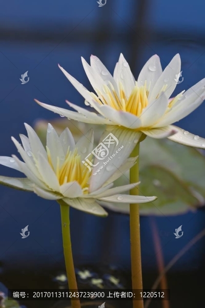 三出水芙蓉
