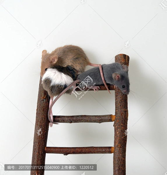 三個人在樓梯上