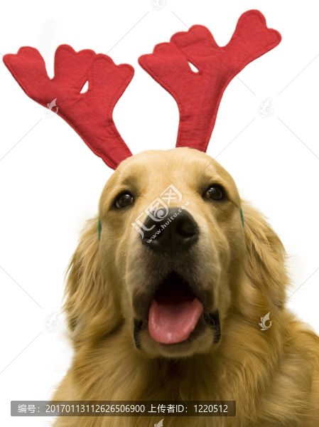 馴鹿圣誕狗