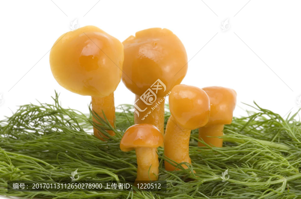五蘑菇