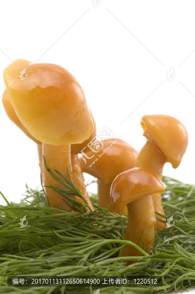 草和蘑菇