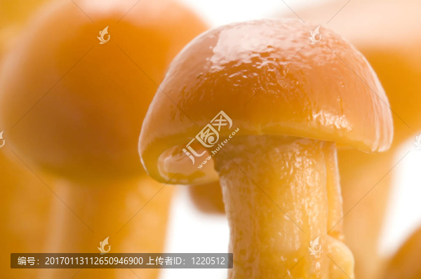 蘑菇帽的宏