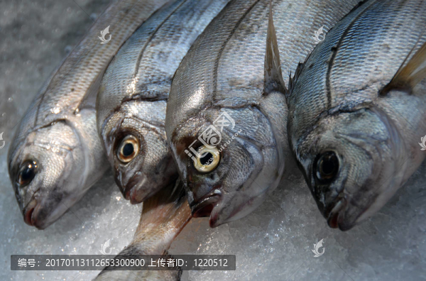 冰上的新鮮魚
