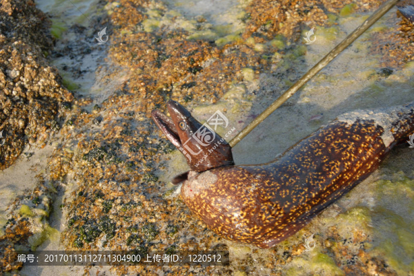 海鰻魚-匯圖網(wǎng) www.fosd68.com 海鰻魚