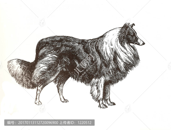 說明牧羊犬