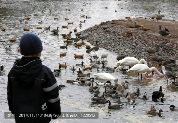 男孩看鳥(niǎo)